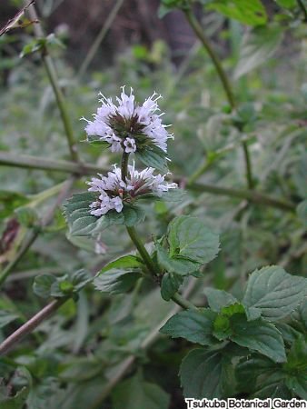 オーデコロン ミント おすすめコンテンツ 植物図鑑 筑波実験植物園 つくば植物園 Tsukuba Botanical Garden