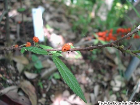 ヤナギイチゴ おすすめコンテンツ 植物図鑑 筑波実験植物園 つくば植物園 Tsukuba Botanical Garden