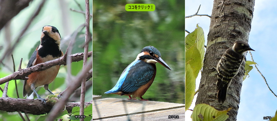 筑波実験植物園 つくば植物園 Tsukuba Botanical Garden