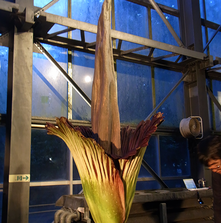 ショクダイオオコンニャク