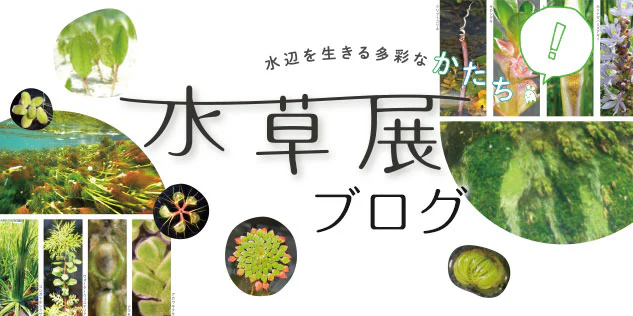 水草展ブログ・HPトップ用バナー