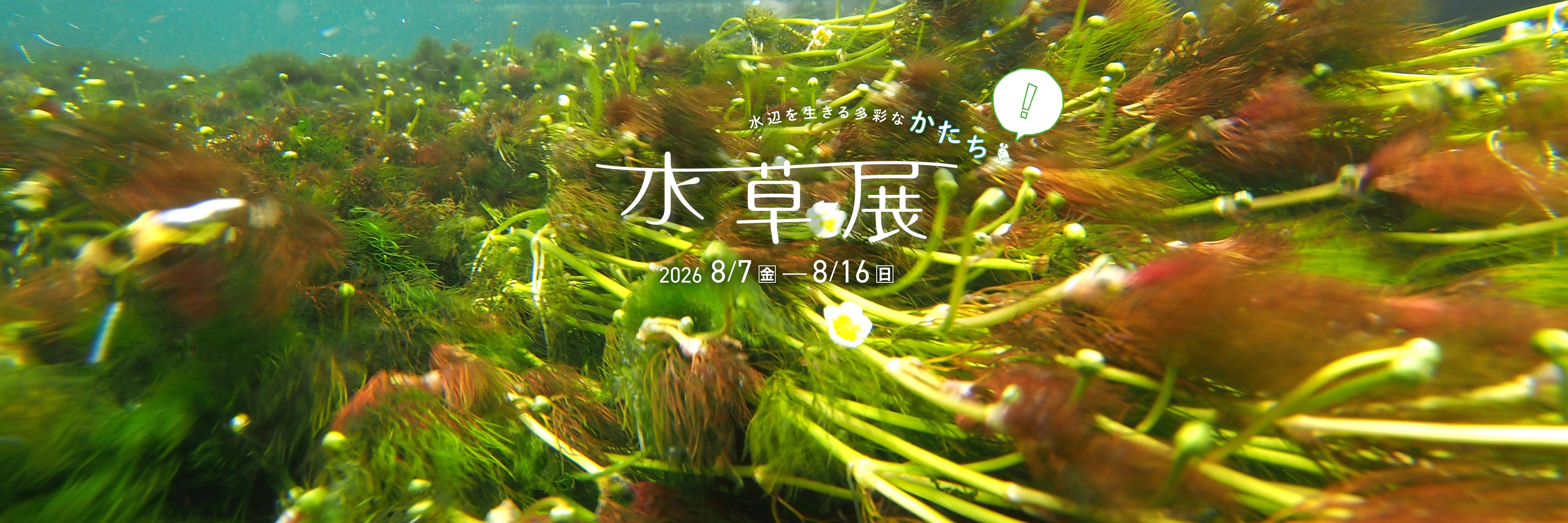 水草展2026