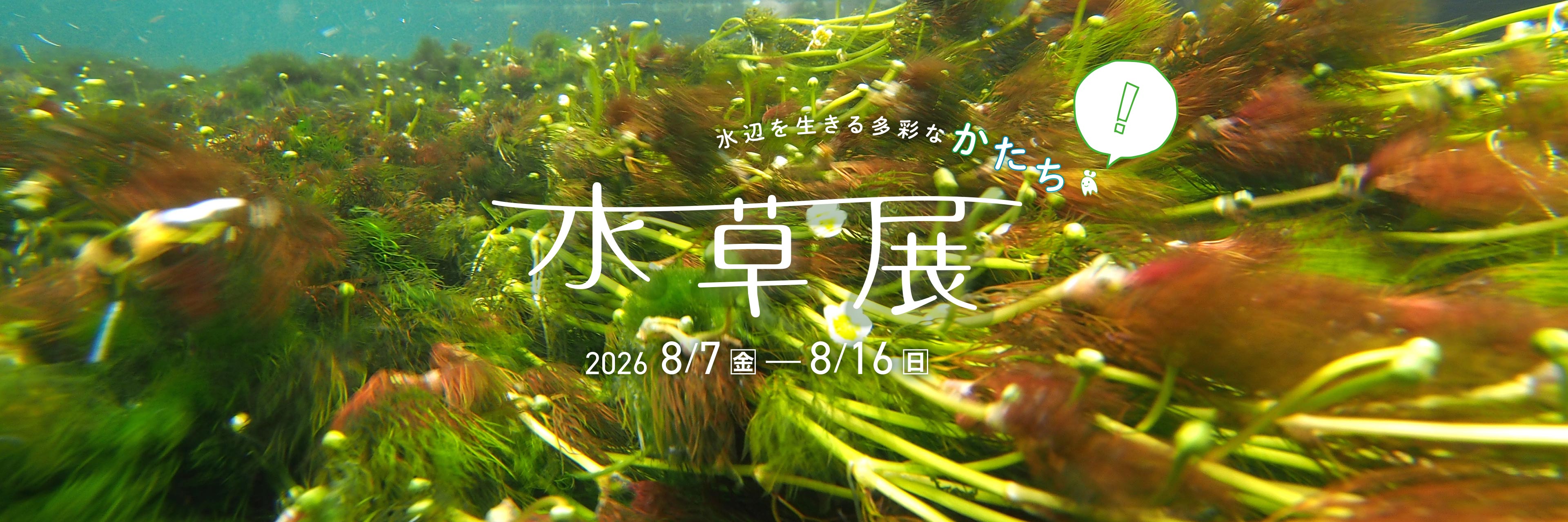 水草展2026