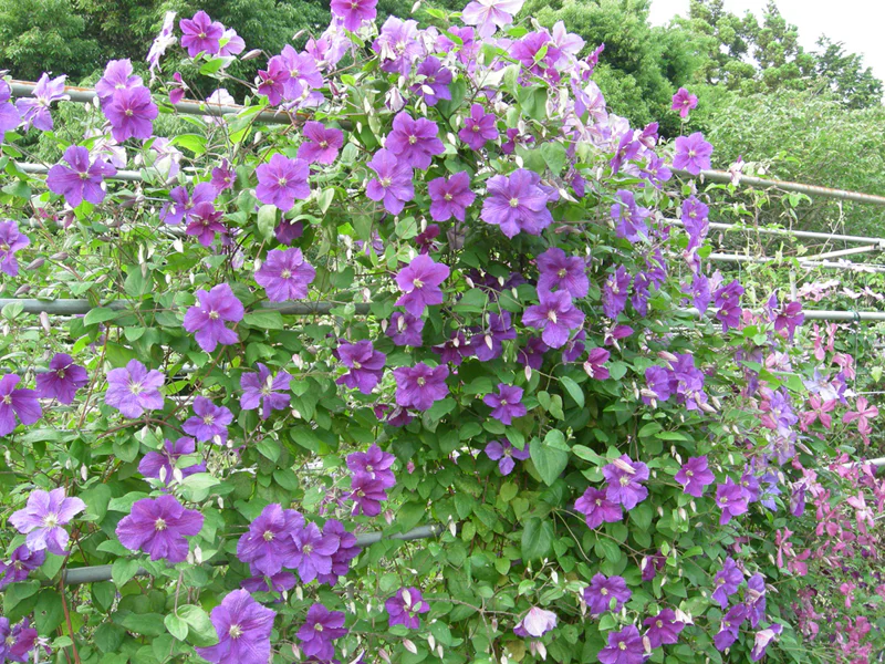 生物多様性について_クレマチス園