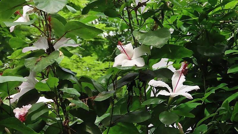 ヒビスクス・アーノッティアヌス