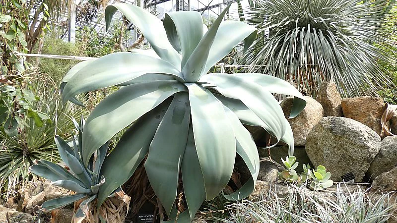 アガベ・アッテヌアタ