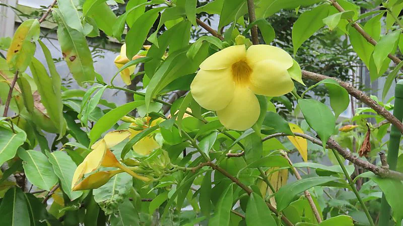 アリアケカズラ