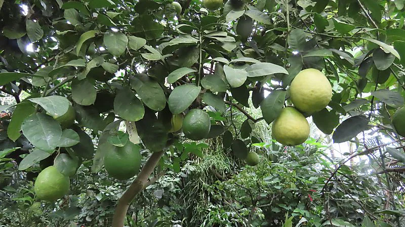 レモン ‘ポンデローザ’