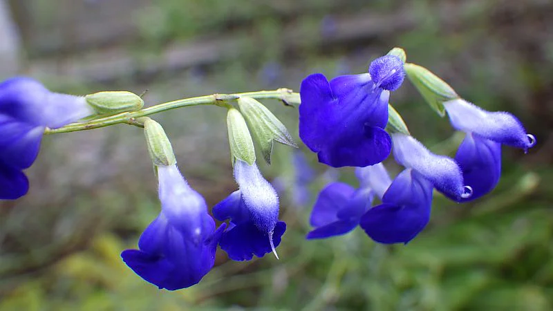 サルビア・ブレヤナ