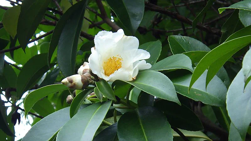 タイワンツバキ