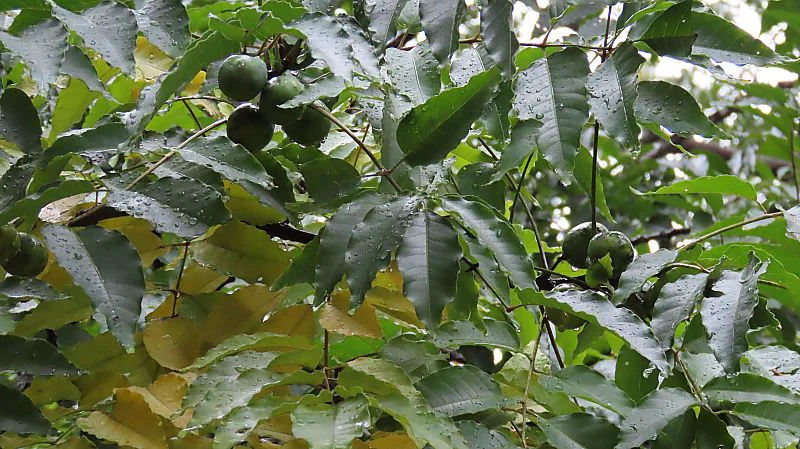 チャンチンモドキ