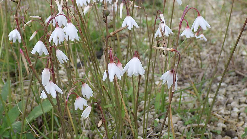 アキザキスノーフレーク
