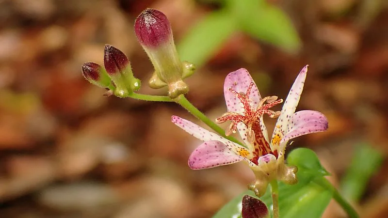 タイワンホトトギス