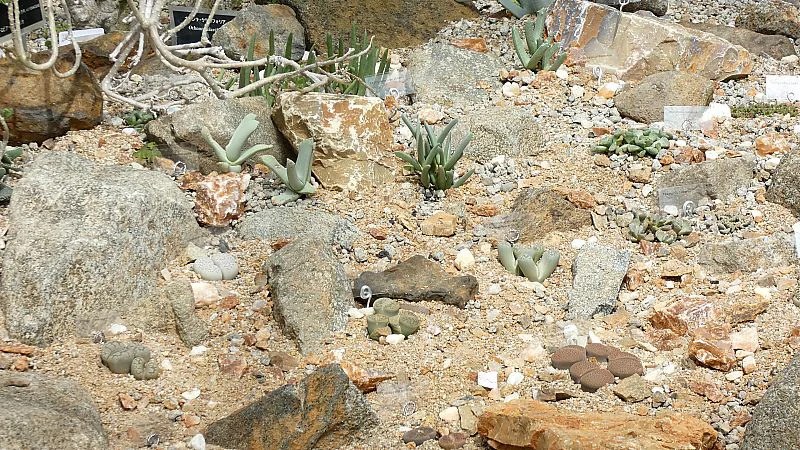 コノフィツム各種