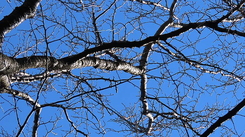 ウスゲヤマザクラ