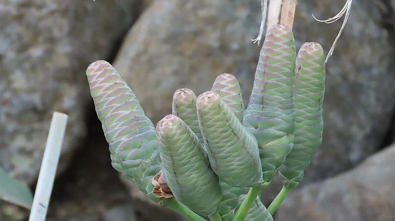ウェルウィッチア・ミラビリス(奇想天外)