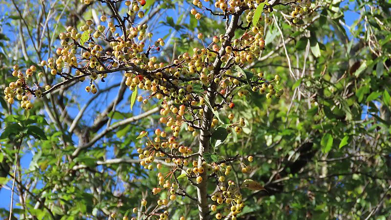 リンゴ属の一種