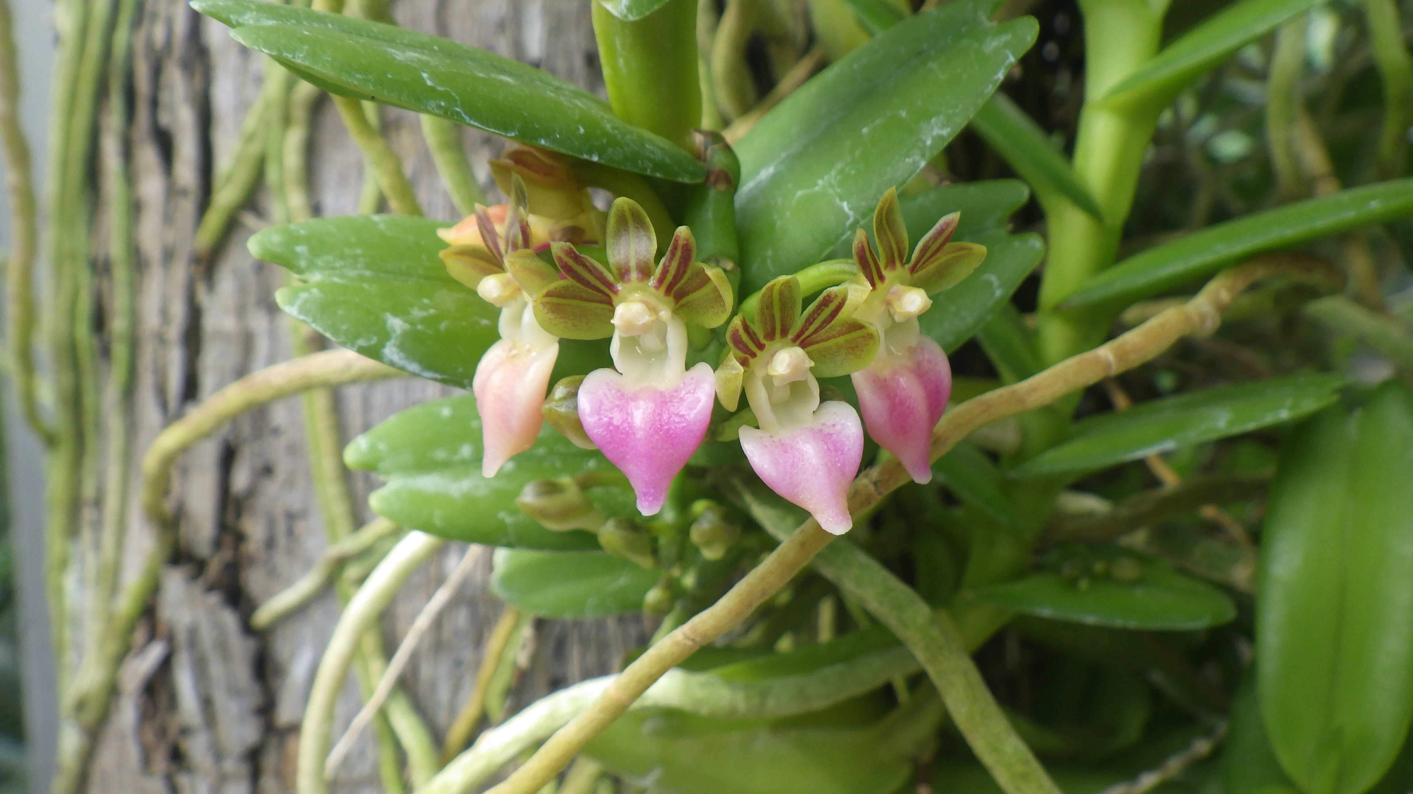 0-6ペラタンテリア・インセクティフェラ