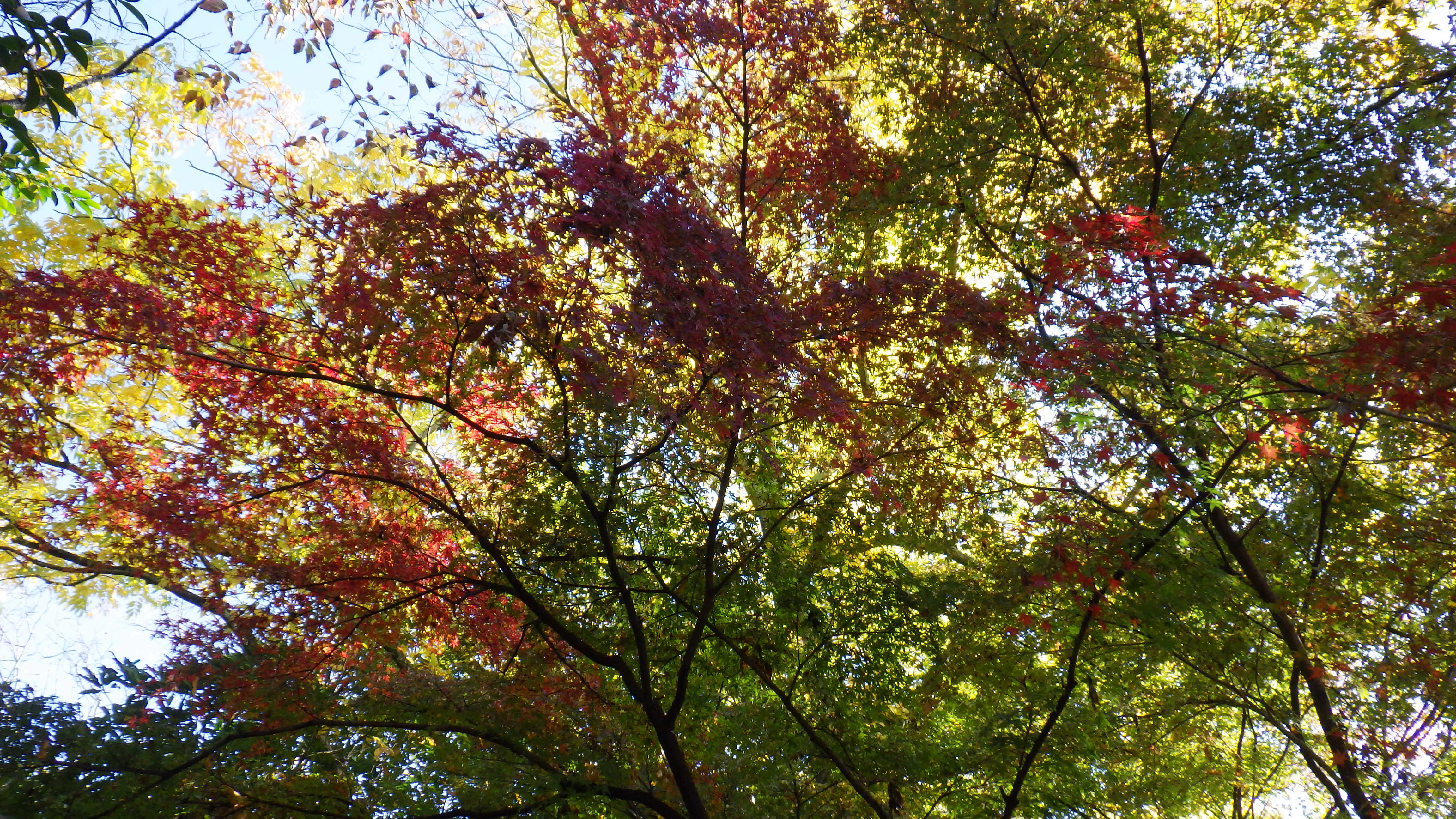 0-2イロハモミジ