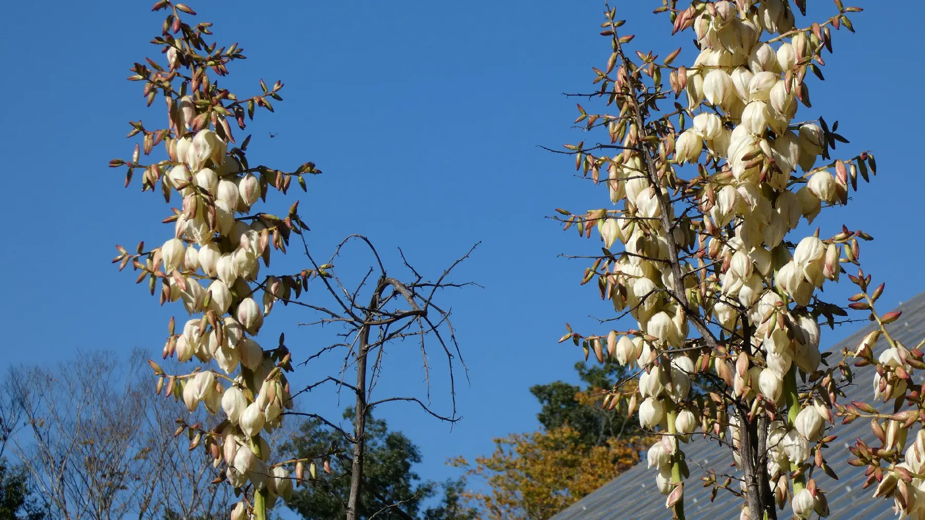 アツバキミガヨラン