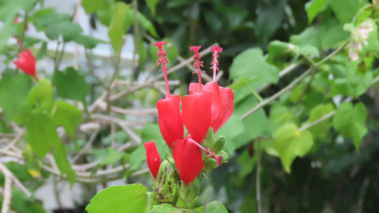 251120-5_ヒメフヨウ