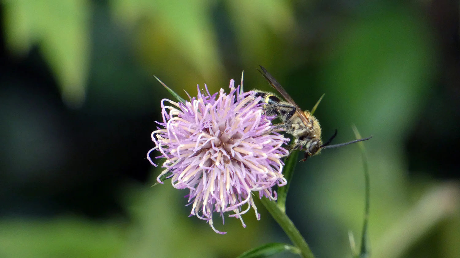 251120-2_ハチジョウアザミ