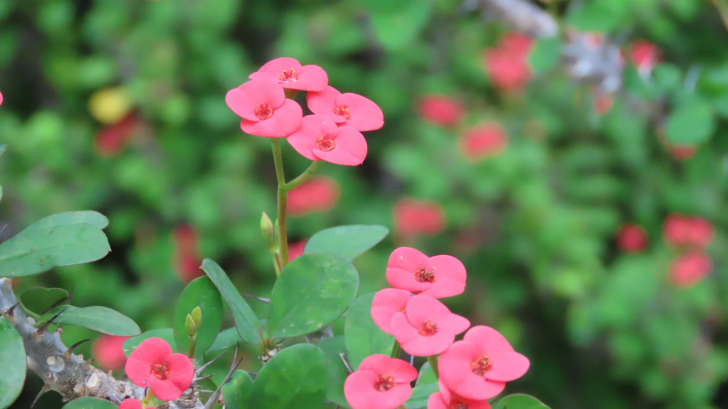 251120-4_ハナキリン