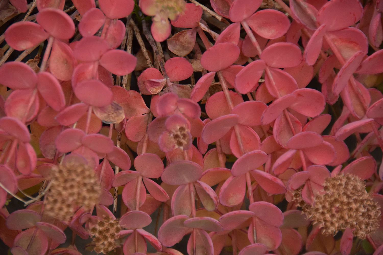 251120-1_エッチュウミセバヤ