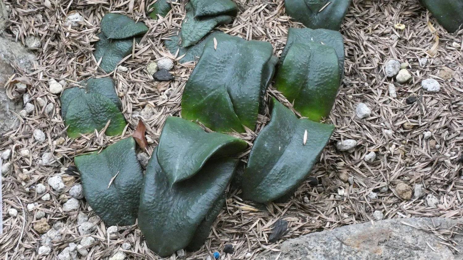 ガステリア・ニティダ・アームストロンギイ（臥牛）