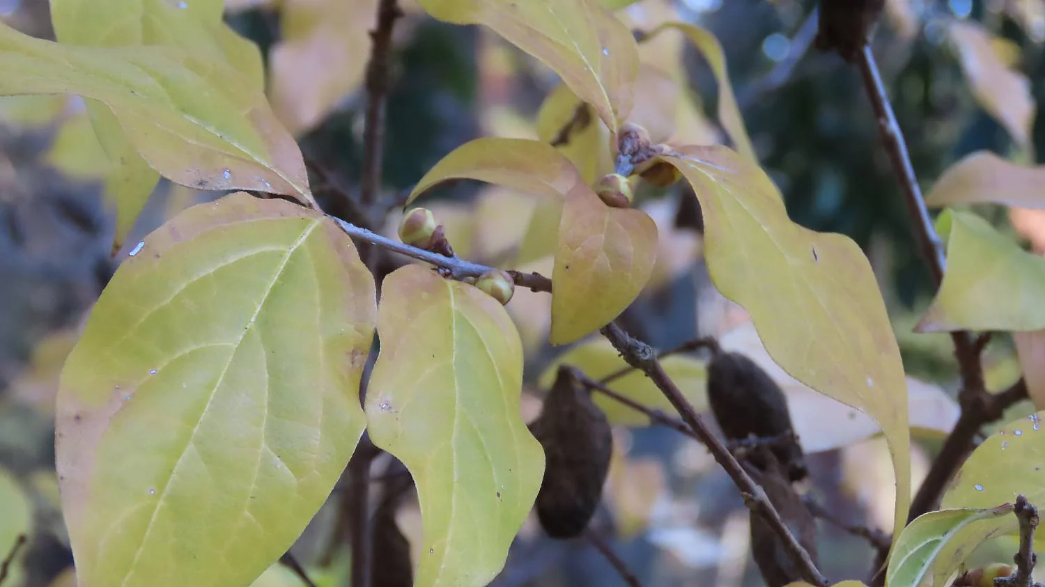 ソシンロウバイ