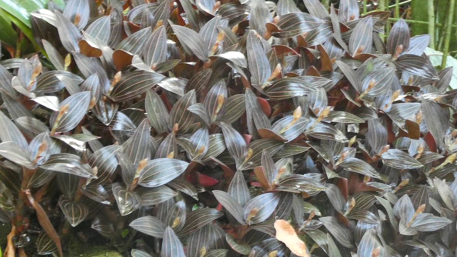 ホンコンシュスラン