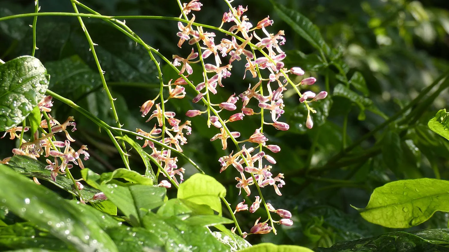 アクリオプシス・リリフォリア