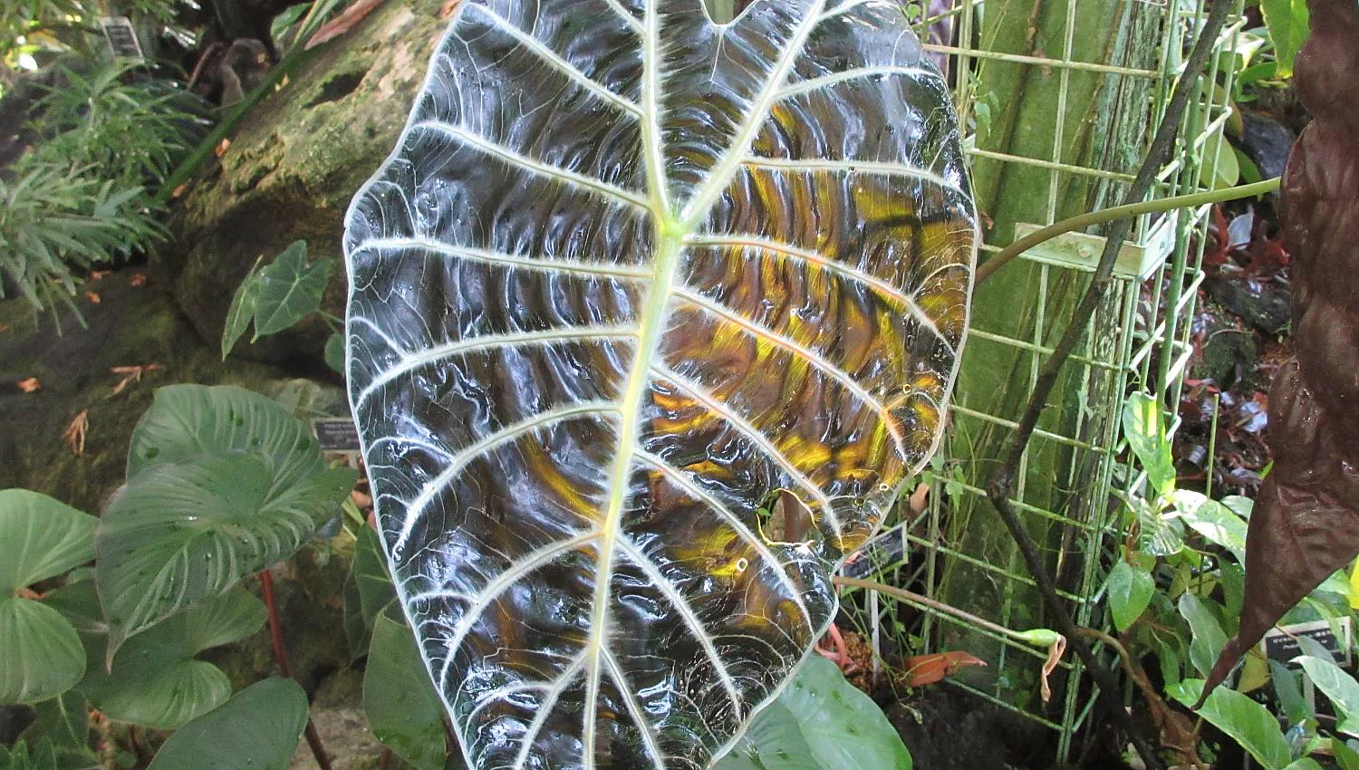 アロカシア・ロンギロバ