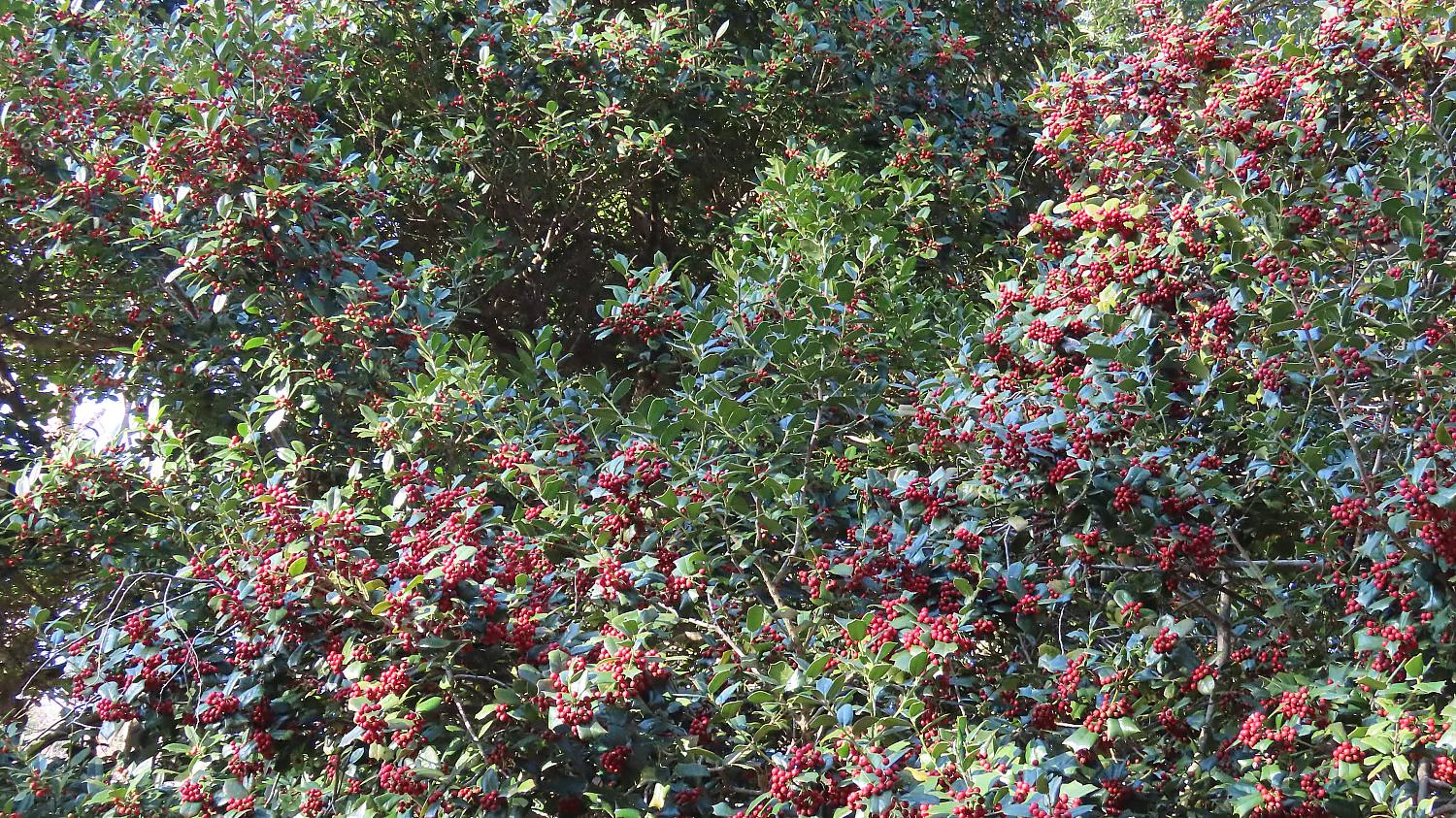 アメリカヒイラギとシナヒイラギ