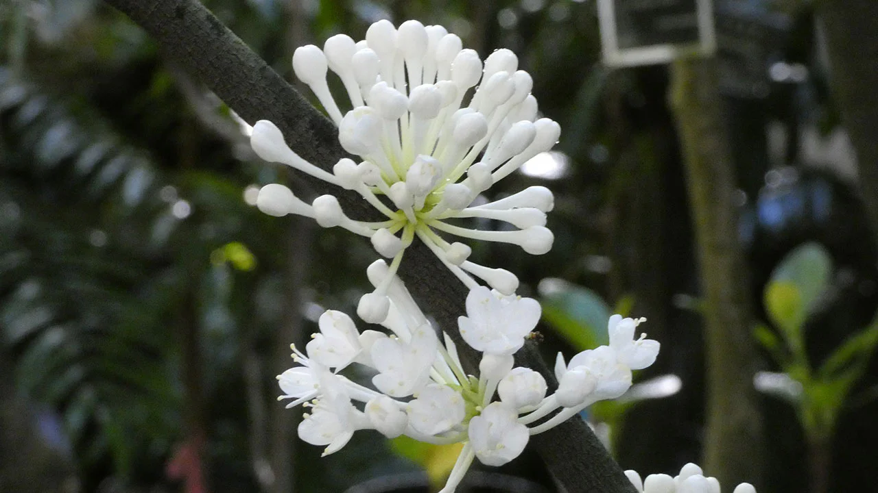 ファレリア・オクタンドラ