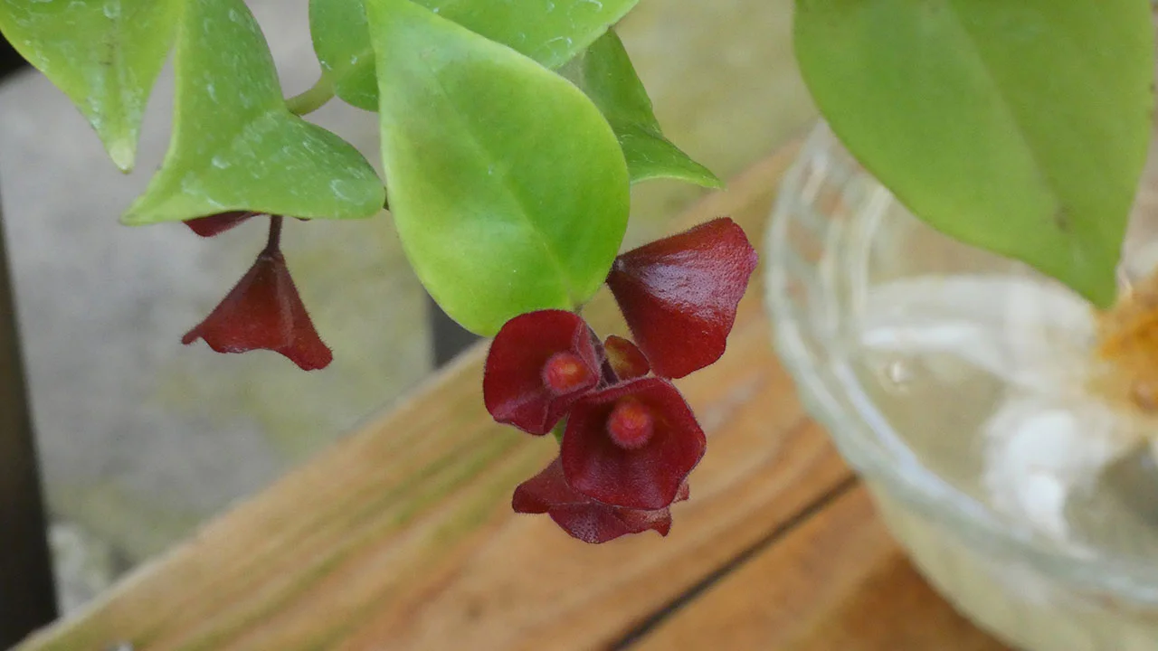 エスキナンツス・種名不詳