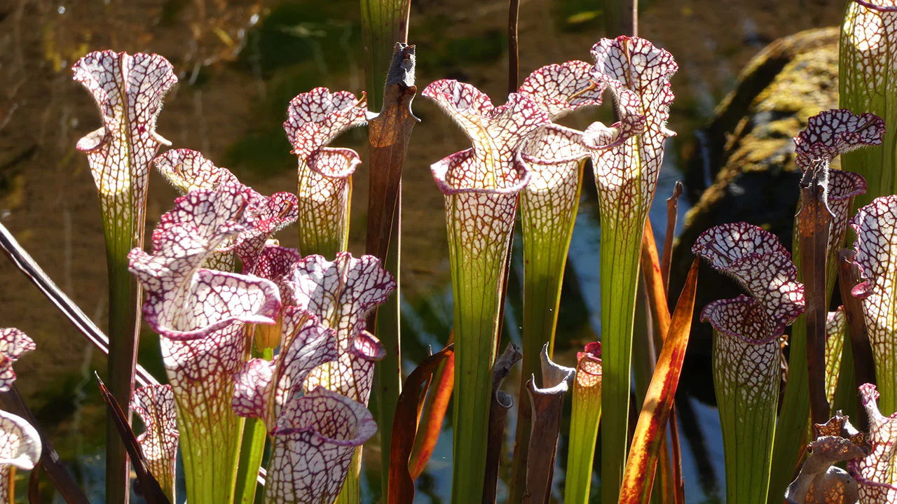 サラセニア・レウコフィラ