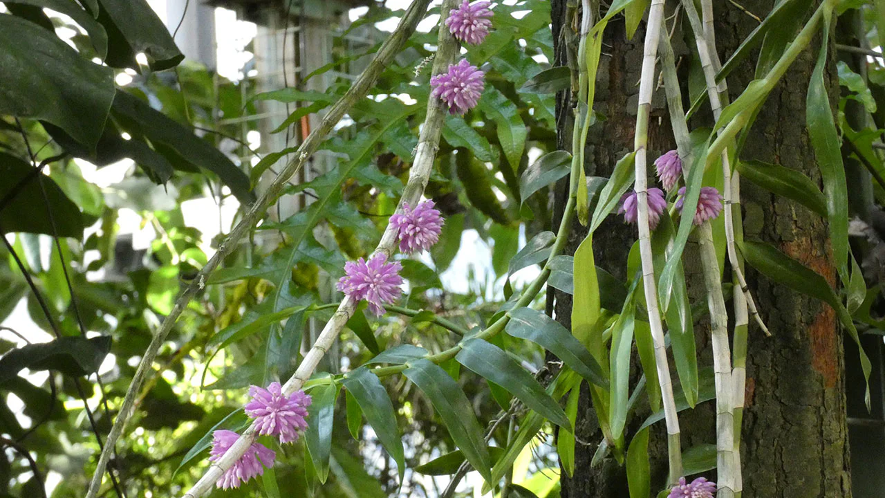 デンドロビウム・プルプレウム