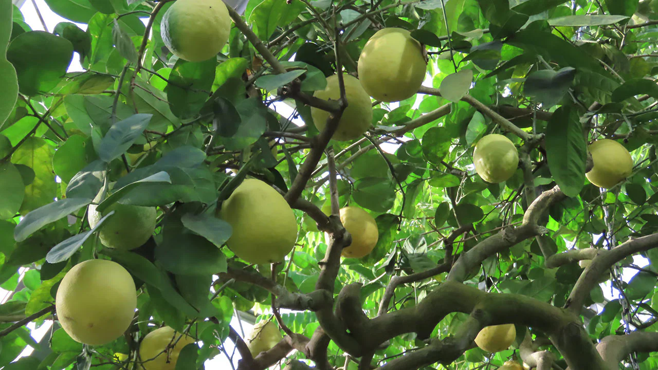 レモン ‘ポンデローザ’