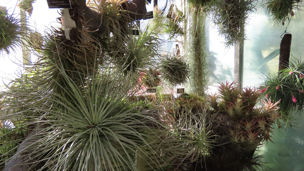 ティランジア各種