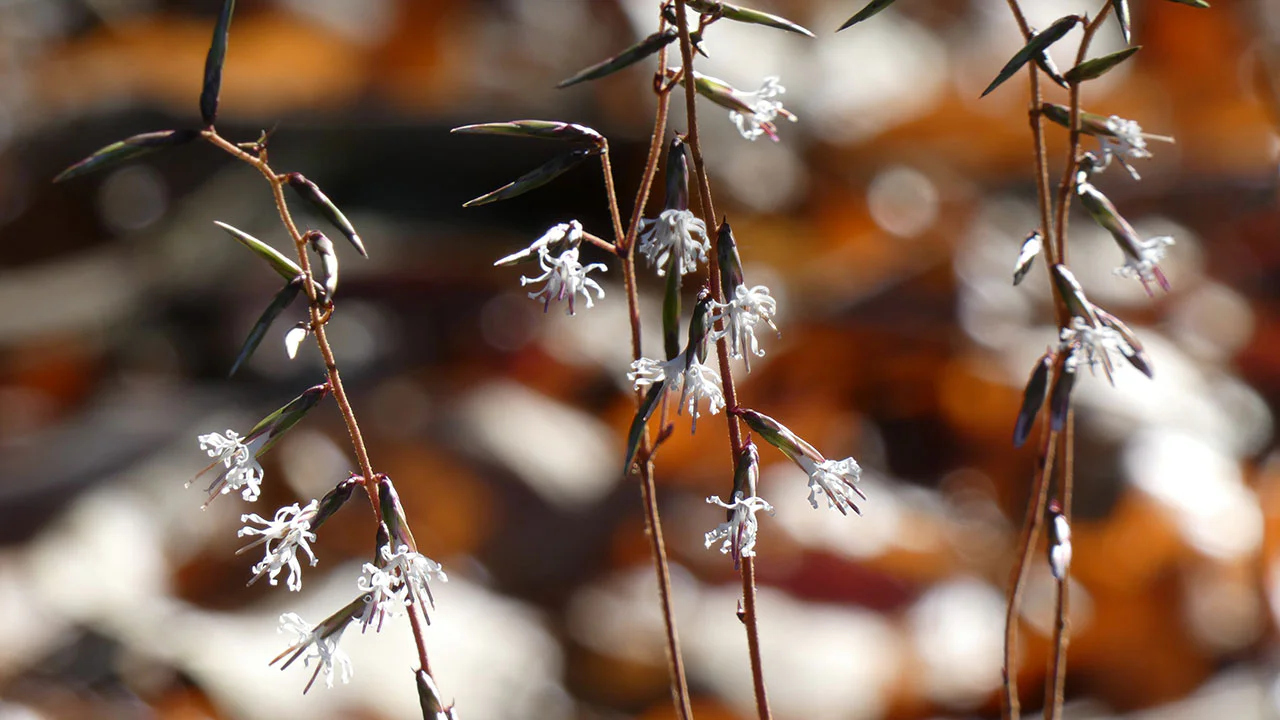 マルバテイショウソウ[EN]