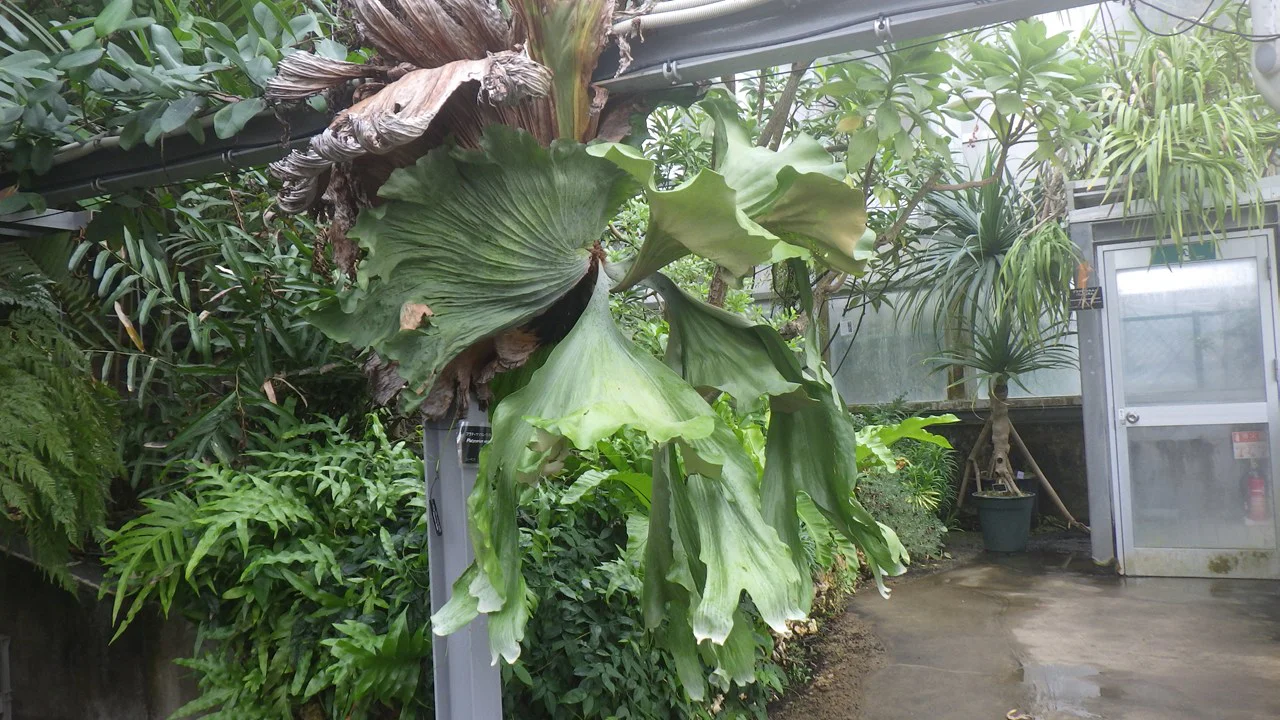 プラティケリウム・ワンダエ