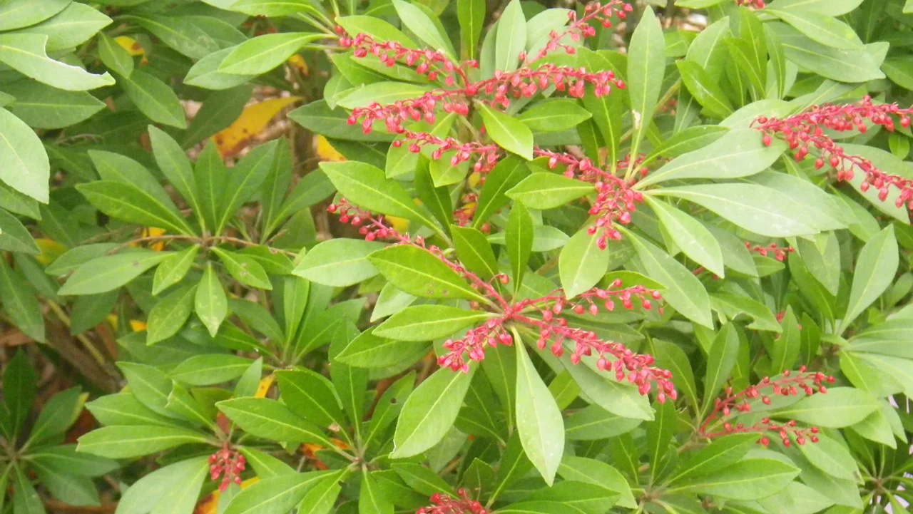 マルバテイショウソウ[EN]