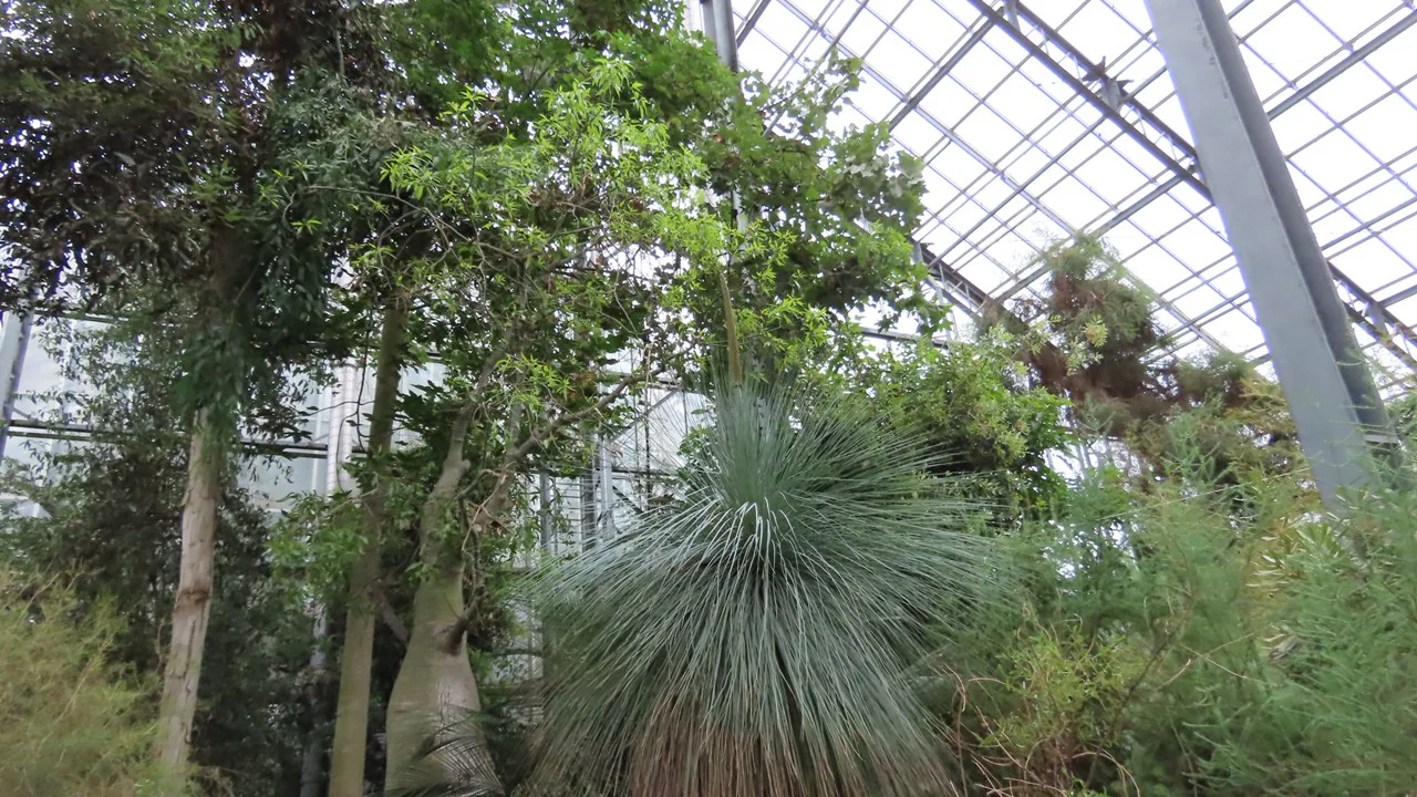 クサントロオエア・グラウカ