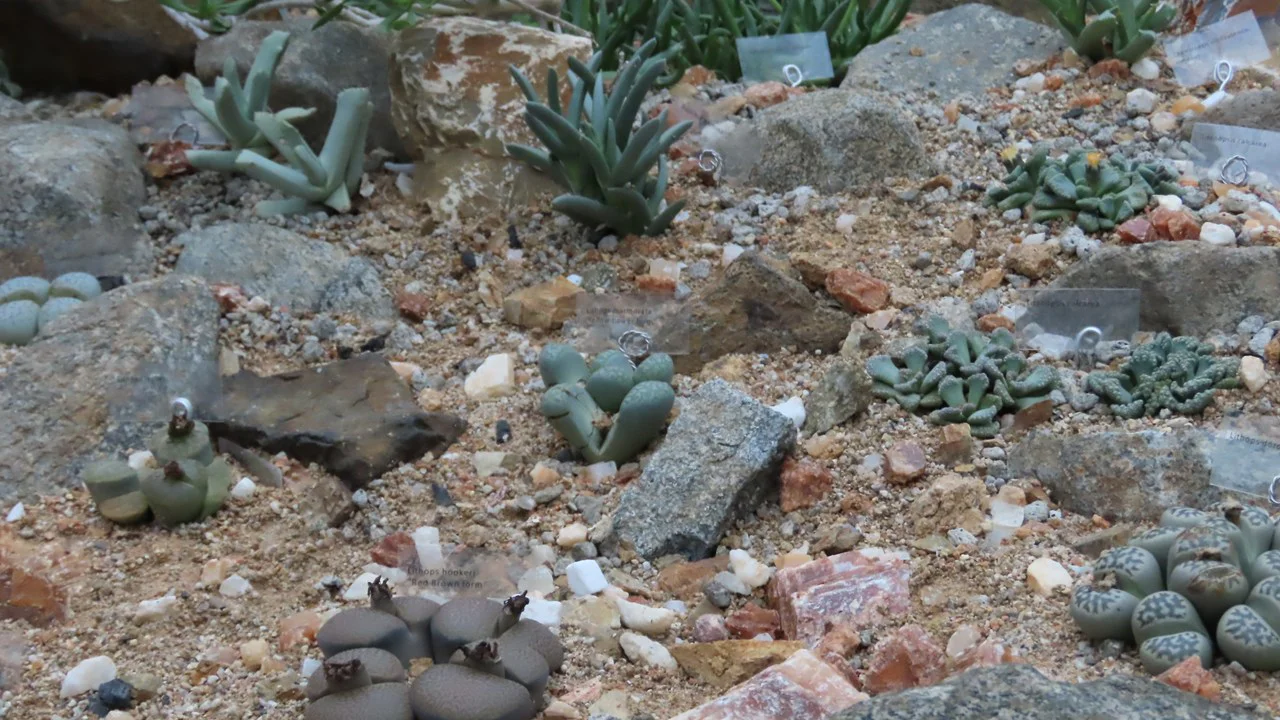 コノフィツム各種