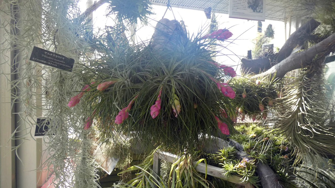 ティランジア ストリクタ