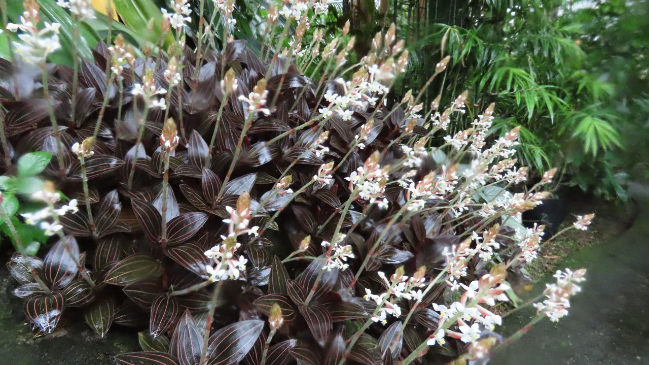 ホンコンシュスラン