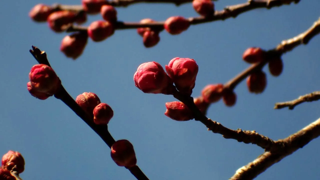 ウメの園芸品種