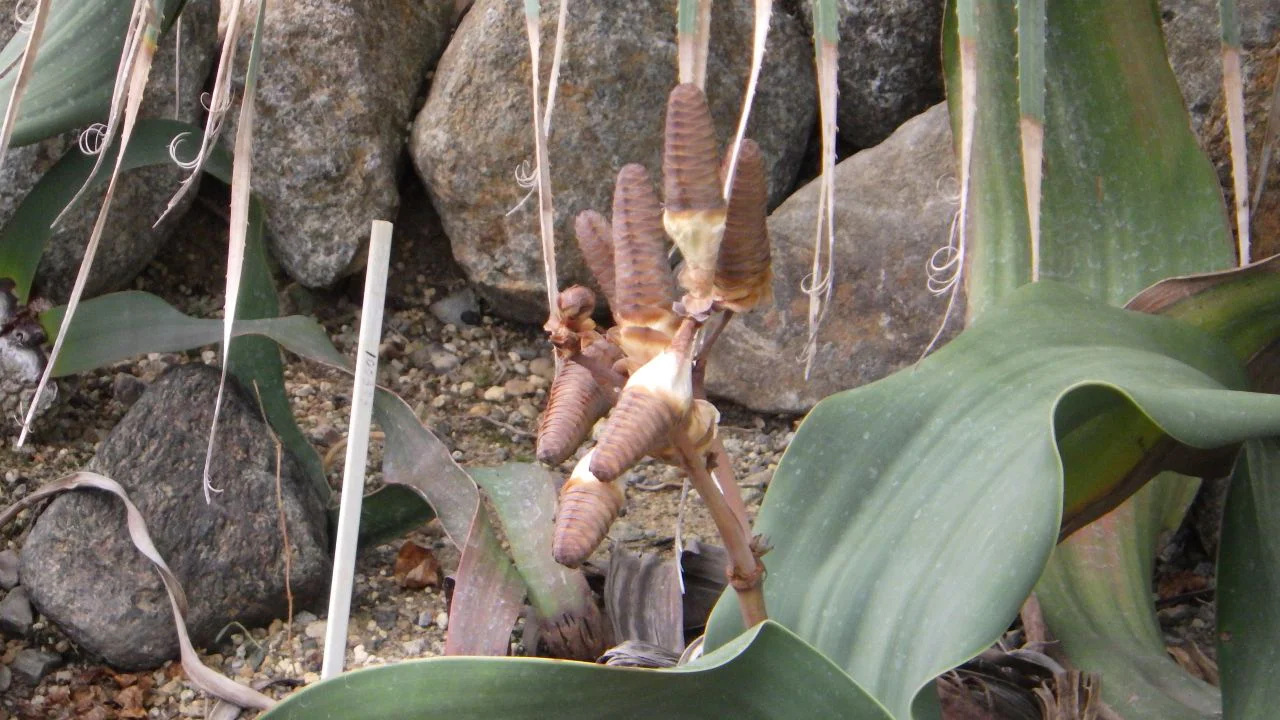 ウェルウィッチア・ミラビリス（奇想天外