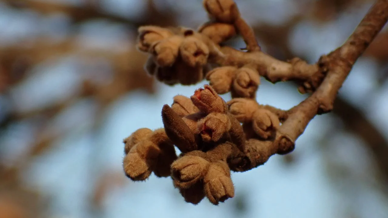 シナマンサクの冬芽